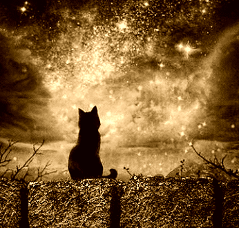 cat gazing at cosmos